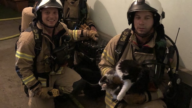 Three cats were also rescued by the Graz professional fire department (Bild: BF Graz)