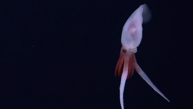 For the first time, researchers have also succeeded in taking pictures of a living Promachoteuthis squid. (Bild: Schmidt Ocean Institute)