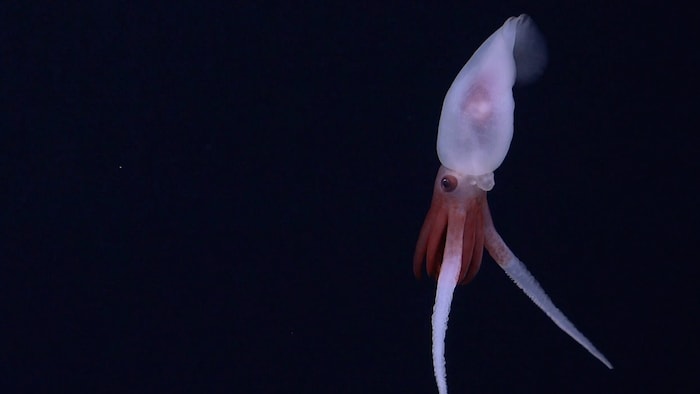 Erstmals sind Forschern auch Aufnahmen von einem lebenden Promachoteuthis-Kalmar (Bild) ...