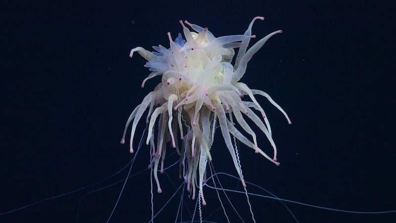 (Bild: ROV SuBastian/Schmidt Ocean Institute)