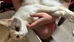 Katze „Minnie“ wurde zum Opfer von Tierquälern.  (Bild: zvg)