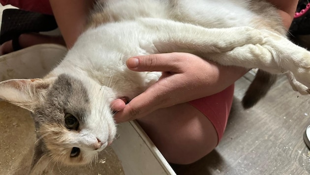 Katze „Minnie“ wurde zum Opfer von Tierquälern.  (Bild: zvg)