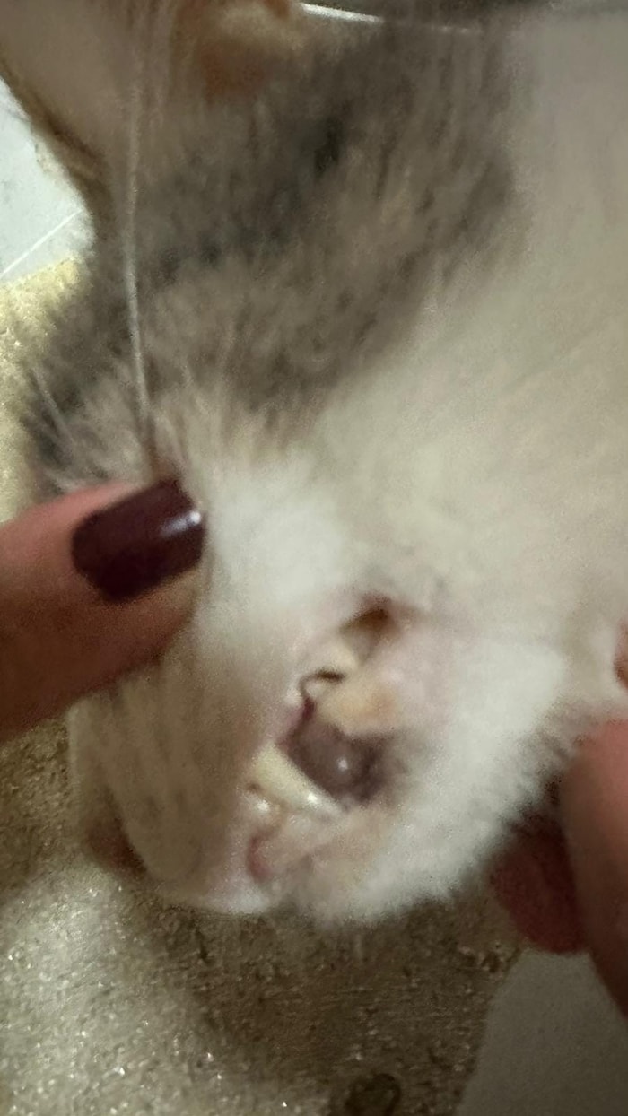 There were bruises around the mouth area of "Minnie" the cat.