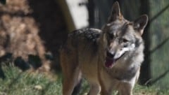 Erneut wurde in Tirol ein Wolf zum Abschuss freigegeben (Symbolbild). (Bild: Manuel Schwaiger)