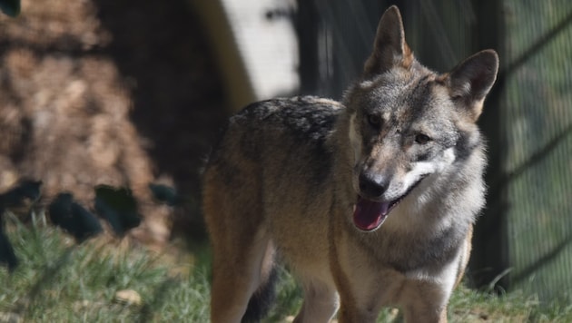 Another wolf was released for shooting in Tyrol (symbolic image). (Bild: Manuel Schwaiger)