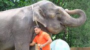 Elefant auf dem Bleiburger Wiesenmarkt: Der Zirkus erhielt 1991 während des zehntägigen Krieges ...