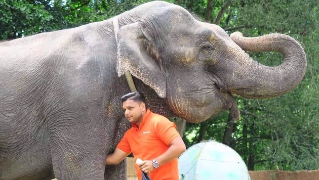 Elefant auf dem Bleiburger Wiesenmarkt: Der Zirkus erhielt 1991 während des zehntägigen Krieges Asyl auf der Bleiburger Wiesen. (Bild: Zirkus Gärtner)