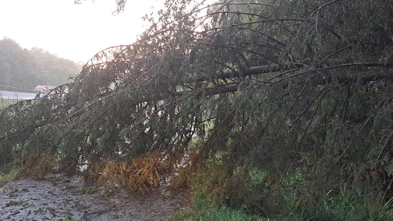 The firefighters had to remove numerous trees from the roads. (Bild: FF Straß in der Steiermark)