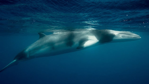 A necropsy analysis was performed to determine the cause of death of the minke whale. (Bild: stock.adobe.com/Jemma Craig, stock.adobe.com)