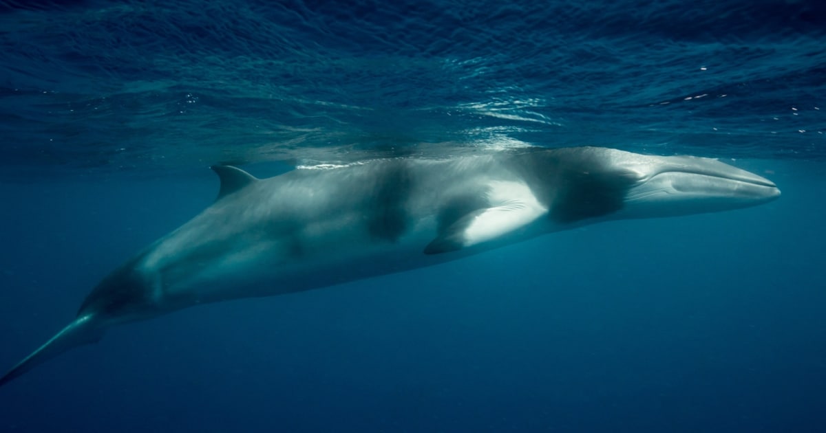 Only 7 days dead – 13-meter-long whale carcass discovered in Trieste