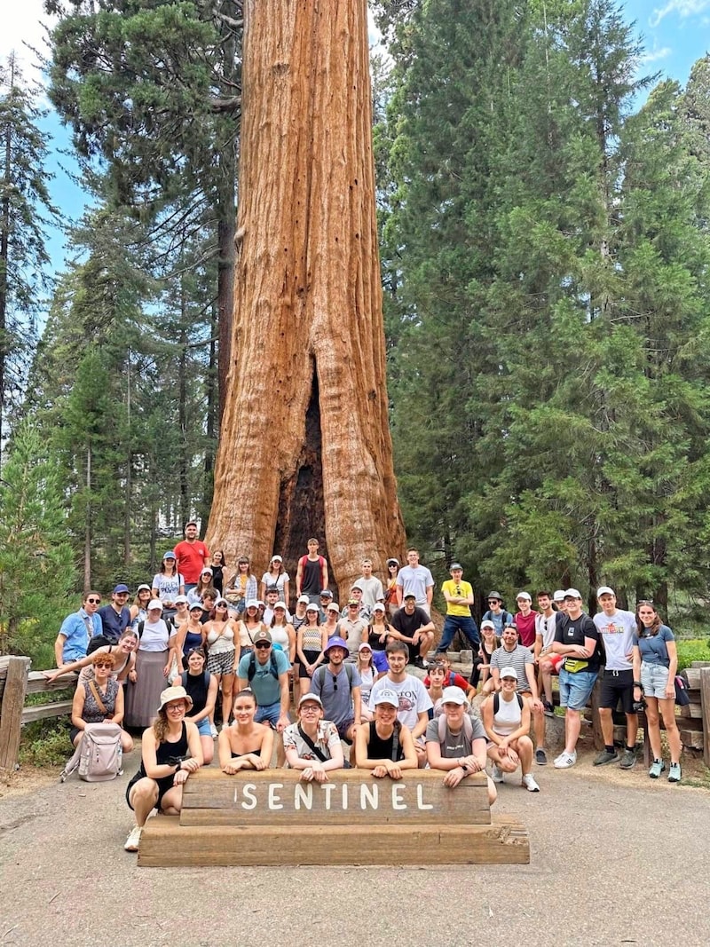 The regional youth choir also visited Sequoia National Park. The giant sequoia "Sentinel" is almost 80 meters high. (Bild: zVg)