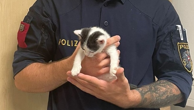 Fortunately, the little cat was unharmed. (Bild: LPD Wien)