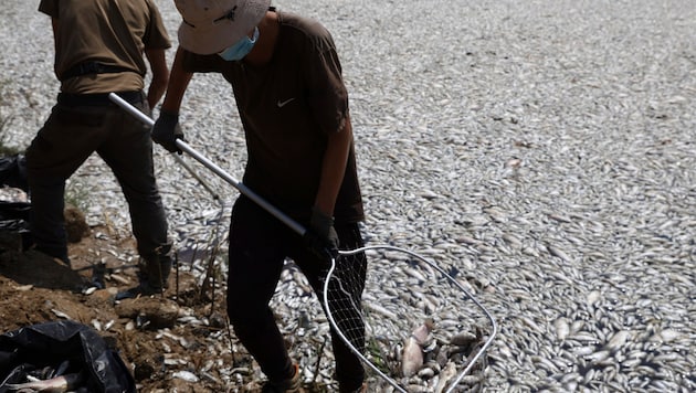 On Tuesday alone, helpers had collected 57 tons of dead fish from beaches around Volos. (Bild: AP)