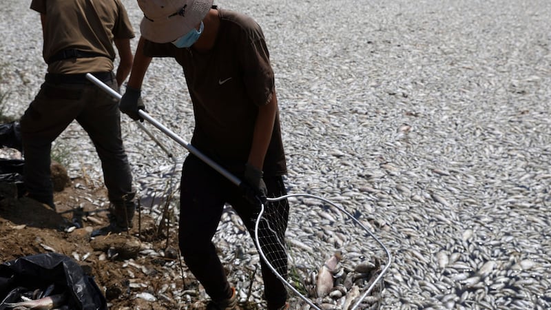 On Tuesday alone, helpers collected 57 tons of dead fish from beaches around Volos. (Bild: AP)