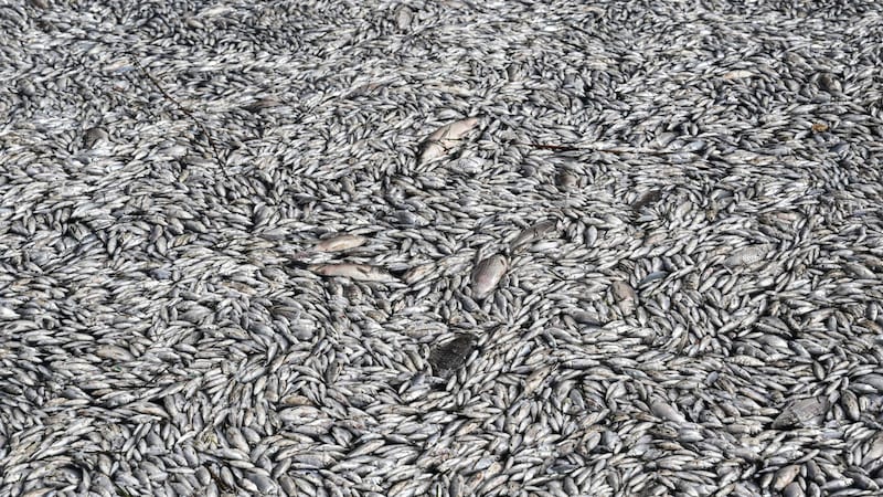 Special nets were installed at the mouth of the Xiria River to hold back the huge quantities of dead fish. (Bild: AFP)