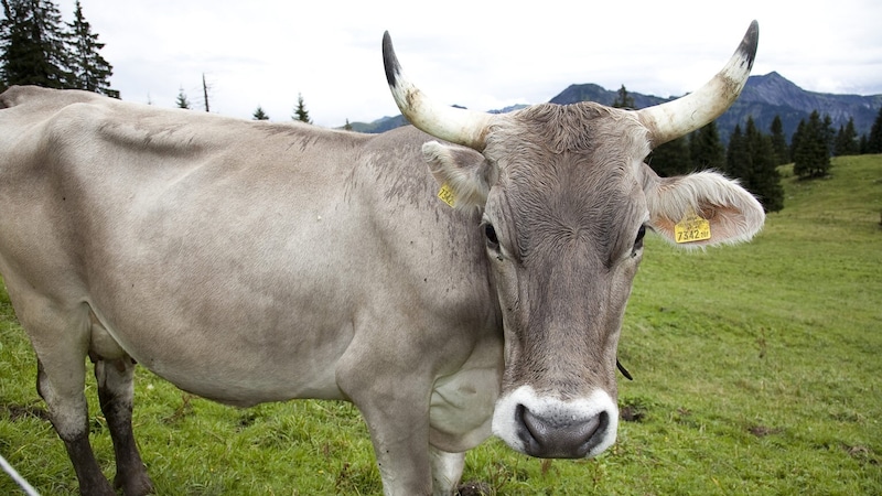 Ein Mitersteller des typischen Vorarlberger Alpkäses (Bild: Mathis Fotografie)