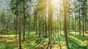 Sattes Grün in den Schwarzkiefernhainen des Föhrenwalds – das war einmal.