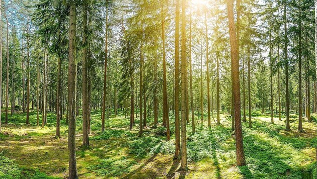 Sattes Grün in den Schwarzkiefernhainen des Föhrenwalds – das war einmal. (Bild: Andreas Tischler / Vienna Press)