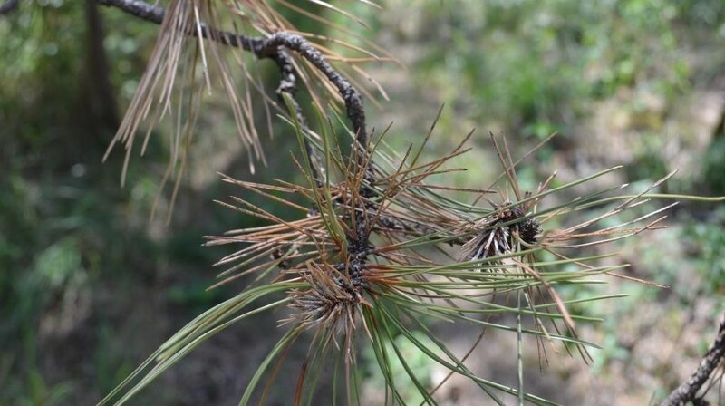 Pine needles turn brown - a fungus is to blame. (Bild: BFW)