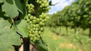 Saftige Trauben aus dem Traisental – ohne zusätzliches Wasser ist der Weinbau in dieser Region bedroht. (Bild: ROLAND SCHLAGER)