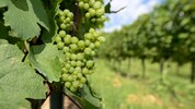 Saftige Trauben aus dem Traisental – ohne zusätzliches Wasser ist der Weinbau in dieser Region ...