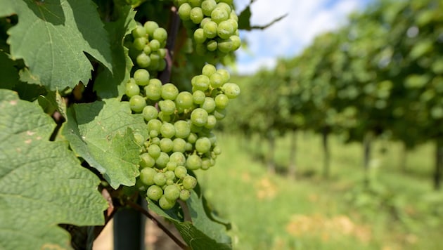 Saftige Trauben aus dem Traisental – ohne zusätzliches Wasser ist der Weinbau in dieser Region bedroht. (Bild: ROLAND SCHLAGER)