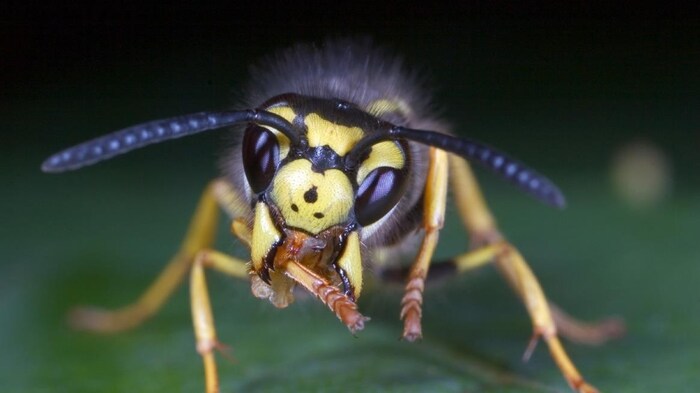 A wasp flew into Schroll's mouth and stung him in the roof of his mouth!