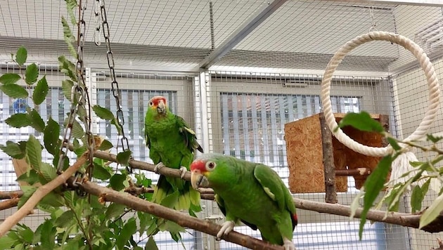 "Burli" (left) and "Ricco" were acclimatized to each other for weeks in the ARGE Papageienschutz enclosure in Vienna. (Bild: ARGE Papageienschutz)