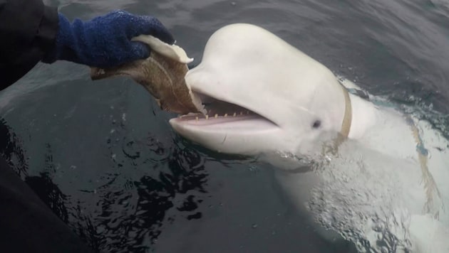 Beluga whale "Hvaldimir" with the camera harness in an archive image from 2019 (Bild: AP)