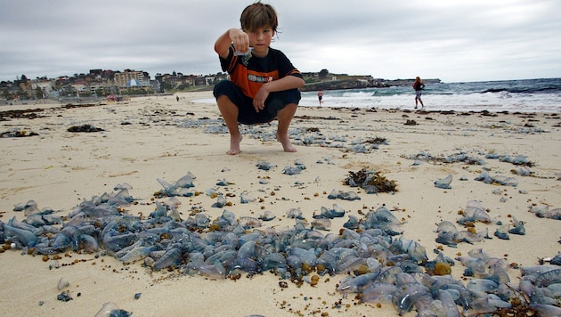 The cnidarians were probably driven towards land by strong winds. (archive picture) (Bild: AFP/TORSTEN BLACKWOOD / AFP)