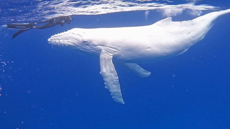 The divers spoke of a "magical moment" after their encounter with the white humpback whale. (Bild: kameraOne (Screenshot))