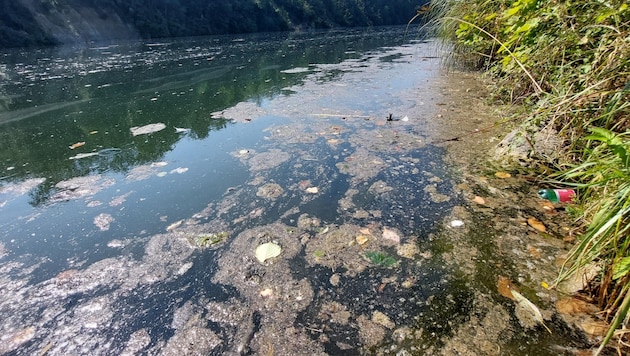 Kein schönes Bild gibt derzeit die Traun zwischen Wels und Marchtrenk ab. (Bild: ZVG)