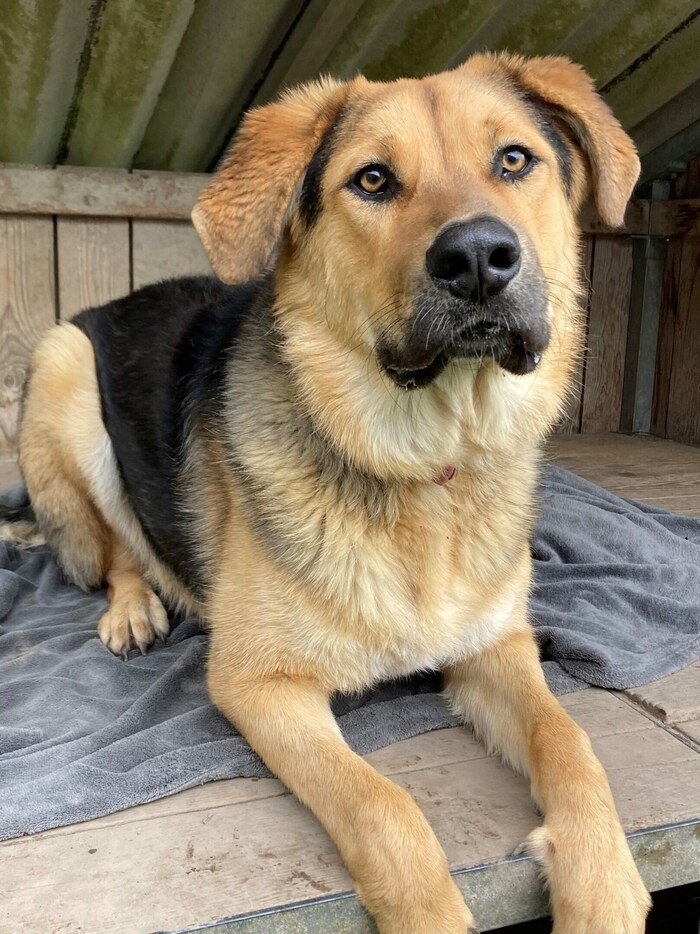 Apollo