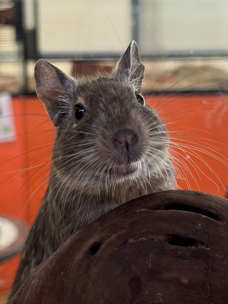 Degu Bubi (Bild: Tierschutzheim Vorarlberg)