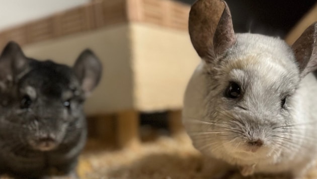 Chinchillas sind eher dämmerungs- oder nachtaktiv. (Bild: Tierschutzheim Vorarlberg)