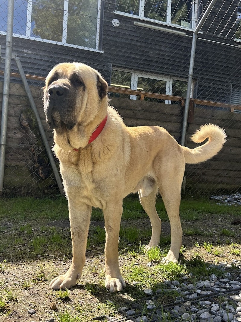 Kangal Django (Bild: Tierschutzheim Vorarlberg)