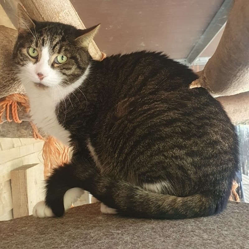 Kater Stupsi. (Bild: Tierschutzheim Vorarlberg)