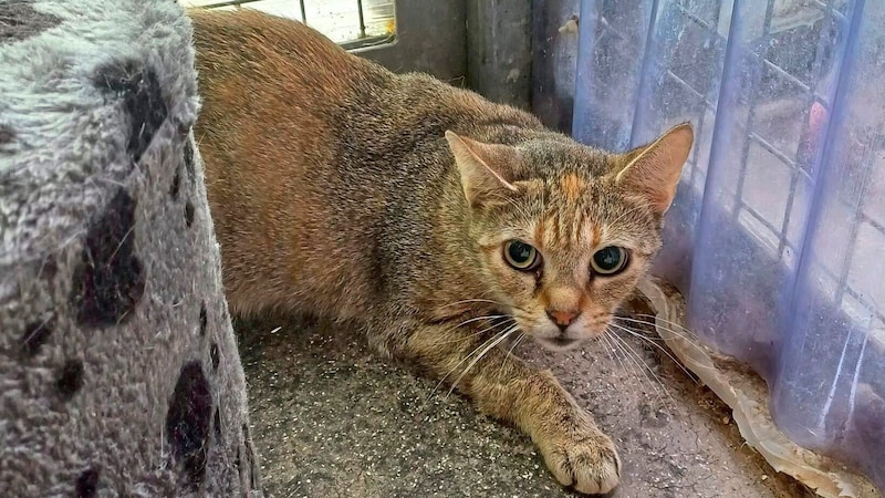 Desperate velvet paw (Bild: Aktiver Tierschutz Austria )