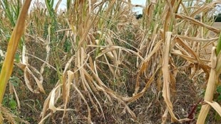 Die Ernteverluste in den kommenden Jahrzehnten könnten teils gravierend sein.