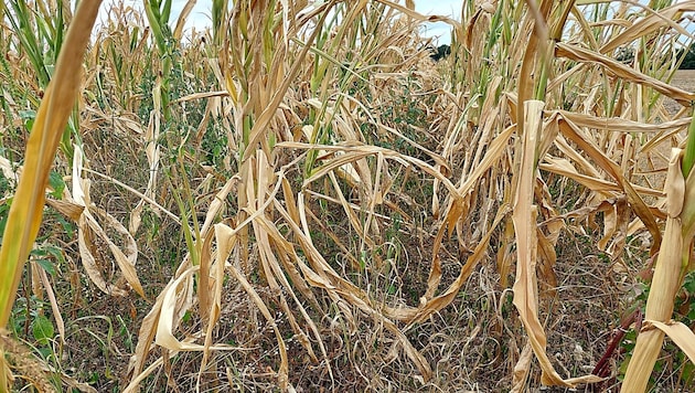 Gemüsebauern in Österreich haben auch heuer mit extremen Wetterbedingungen zu kämpfen – derzeit vor allem mit der Dürre. (Bild: APA/LK OÖ/BWSB/WALLNER)