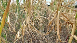 Gemüsebauern in Österreich haben auch heuer mit extremen Wetterbedingungen zu kämpfen – derzeit vor allem mit der Dürre. (Bild: APA/LK OÖ/BWSB/WALLNER)