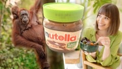 Nutella gibt es jetzt auch als Plant-based-Variante. Dennoch wird auch für dieses Produkt der Lebensraum z. B. von Orang-utans zerstört. (Bild: Krone KREATIV/stock.adobe.com/adundo.com)