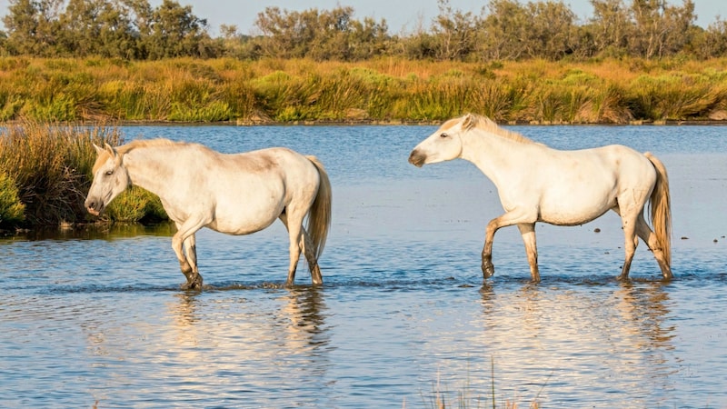 Camargue horses live in freedom (Bild: GTA)