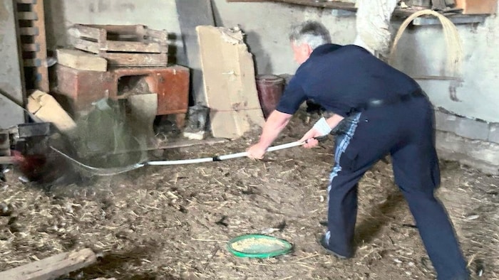 Das Einfangen der Hähne funktionierte in der Scheune leichter als draußen.