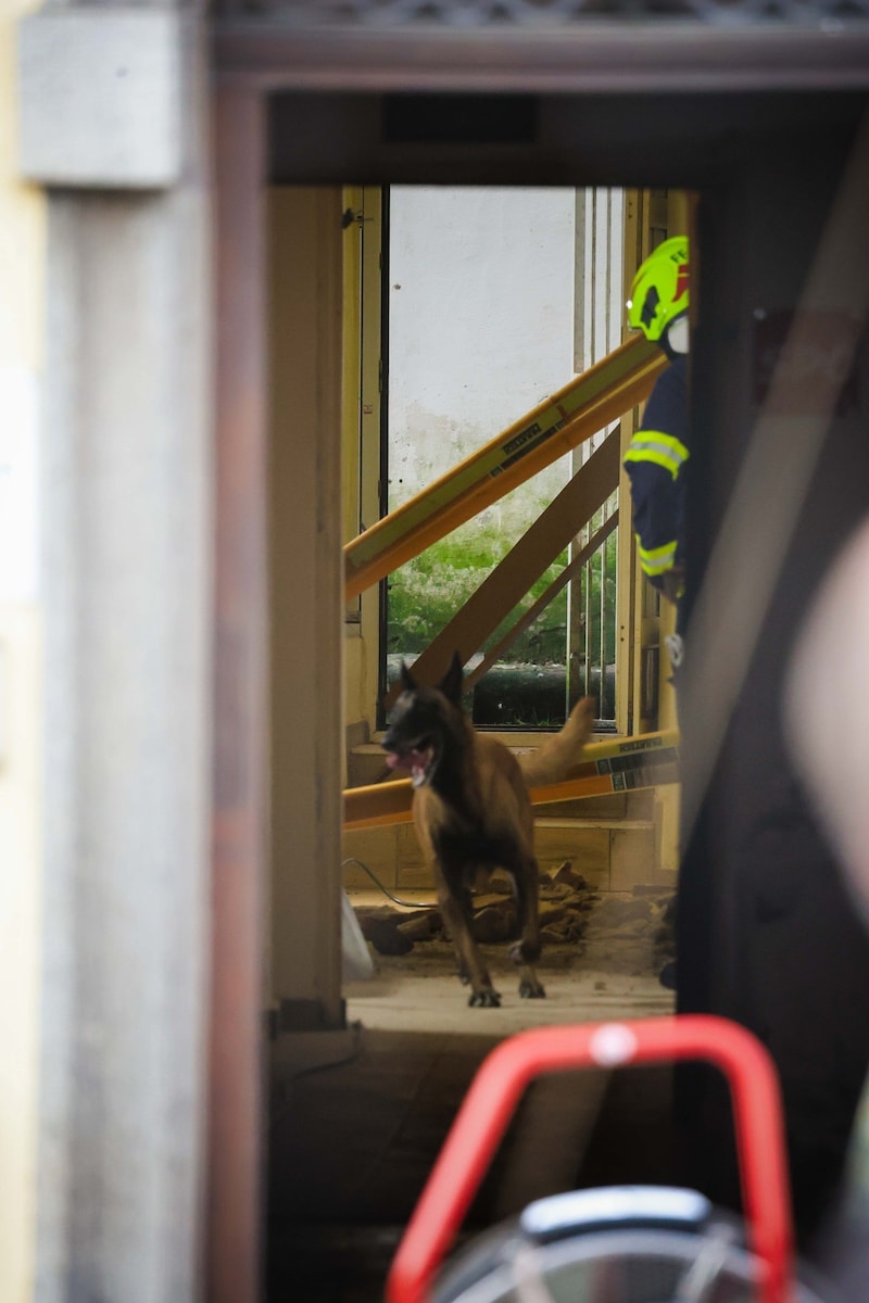 Specially trained rubble dogs searched the building for the missing persons. (Bild: Scharinger Daniel/Pressefoto Scharinger)