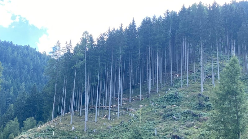 In diesem Waldstück ereignete sich der schreckliche Arbeitsunfall. (Bild: ZOOM Tirol)