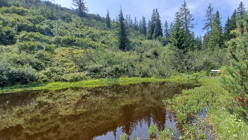 Der Stubener See ist ein natürliches Biotop, umgeben von einem Latschenwald. (Bild: Bergauer Rubina)