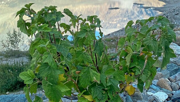 The Pasterze at the foot of the Grossglockner is Austria's largest glacier, but it is melting dramatically, allowing animals and plants to colonize it. Currant bushes have been growing there for some time (picture). (Bild: Georg Granig)