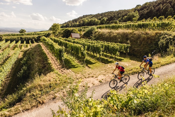Cycling along the picturesque vineyards in the Traisental wine region.