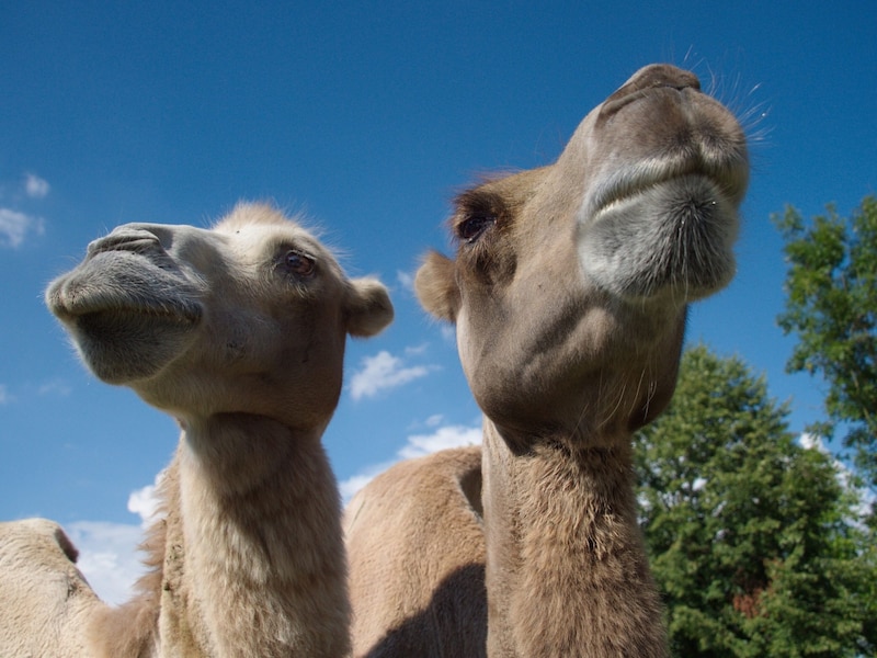 Verschiede Arten von Kamelen und eine Reitvorführung um 15 Uhr machen den Tiergarten Walding zu einem spektakulären Ausflugsziel. Zur Zeit leben dort Trampeltiere mit zwei Höckern und Neuweltkamele wie Lamas, Guanakos & Alpakas. Datum: Sonntag, 8. 9., ab 9 Uhr Infolink: www.tiergartenwalding.com (Bild: Tiergarten Walding)